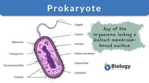 prokarrot|prokaryoten definition.